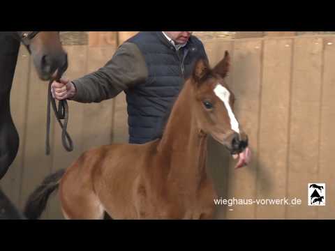 Fohlen von Benicio - Foundation - Sir Donnerhall - De Niro! *2018 wieghaus-vorwerk.de