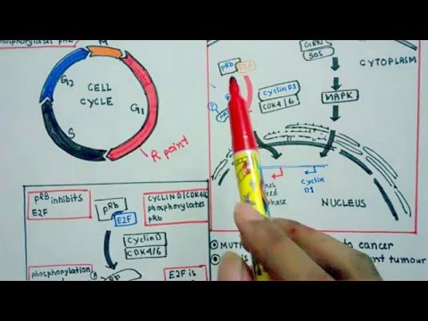 Role of pRB in cell cycle control