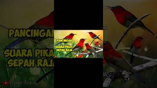 Download lagu Suara Pikat Burung Sepah Raja #shortvideo #shots #sepahraja mp3 Download lagu Suara Pikat Burung Sepah Raja #shortvideo #shots #sepahraja mp3
