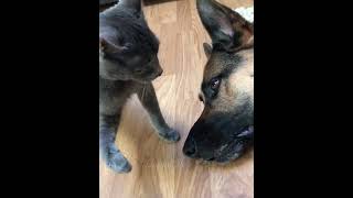 Funny animals – Funny cats / dogs – Funny animal videos 214