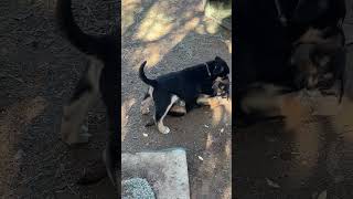 Video preview image #1 Pyrenees Husky Puppy For Sale in Corona, CA, USA