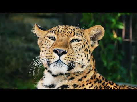 Pílulas 🗂️ Preservar é Lei | Lei Nacional de Unidades de Conservação