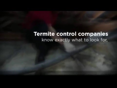 Sydney, AU General Pest Control - Reasons to Consider Pest Control Services