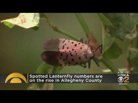 Spotted lanternfly numbers on the rise in Allegheny County