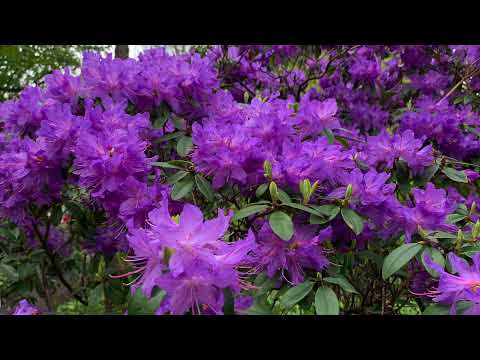 Botanical garden Gothenburg. Trädgårdsförening Göteborg.  Spring.