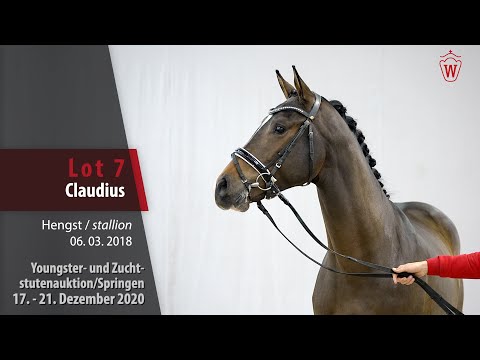 Youngster- und Zuchtstutenauktion/Springen Lot 7 Claudius Hengst v. Casall - Quinar