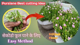 How to grow purslane from cutting -Easy method A to Z // Purslane ki cutting kaise lagaen #purslane