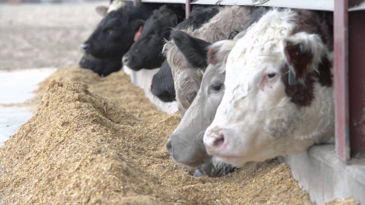 How Does Beef Reach Your Plate?