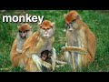Baby Dolittle Revisited Learn The Animals