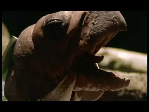 Walking with Beasts Se1 - Ep01 New Dawn - Part 08