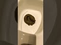 Spiderman Cleans The Toilet After Spiderduck Giveityourbestshort