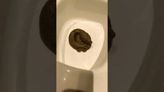 Download lagu 🚽🦆 Spiderman cleans the toilet after Spiderduck! 🦆🚽 #giveityourbestshort mp3 Download lagu 🚽🦆 Spiderman cleans the toilet after Spiderduck! 🦆🚽 #giveityourbestshort mp3