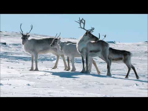 David Monrad Johansen, Rensdyr,  Jack de Bie, piano