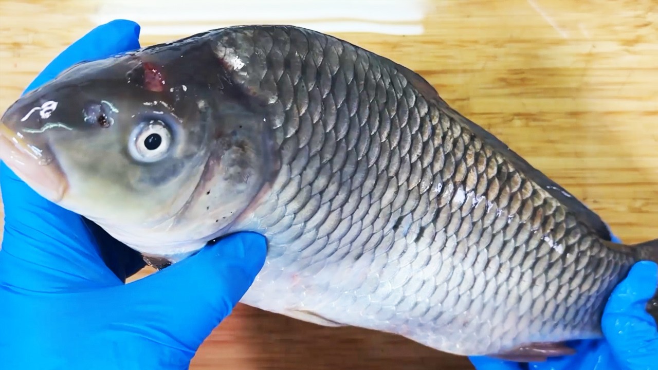 ため池育ちの立派なコイを生で食べる！