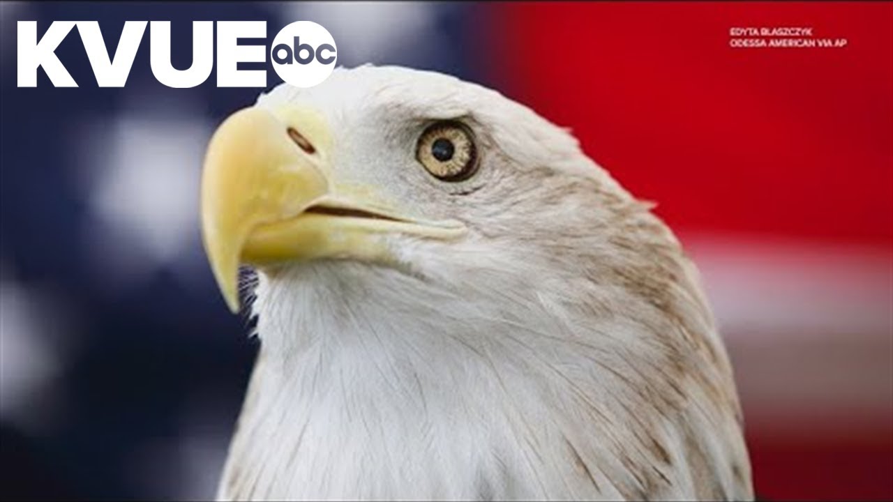 President Biden designates bald eagle as U.S. national bird