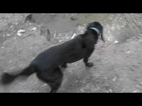 Thor the Mighty Labrador fetch Sept 2016