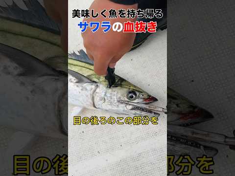 園芸 サワラニセヒノキ