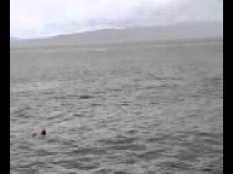 PORTSTEWART. DOLPHINS between the Berne and Port na happle  9.9.10... 2.30PM .3gp