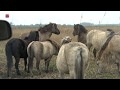 Zachte winter doet dieren Oostvaardersplassen goed