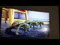 La Minute De Mike ľheure Des Tortues S01E28