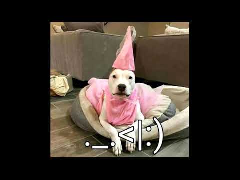 Imagenes del perro ._.XD con musica de Panda de fondo