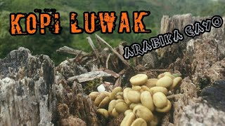preview picture of video 'Ekspedisi luwak kopi gayo (superbean kopi company)'