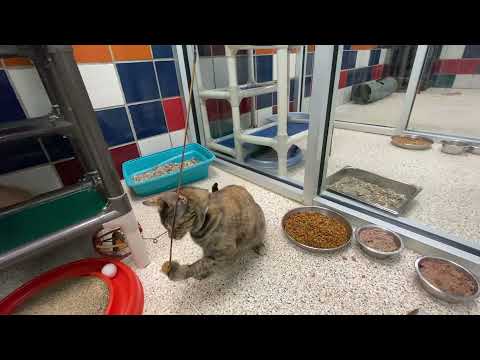 Mileena The Playful Kitty 🐱🤍