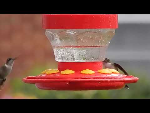 hummingbirds 2019