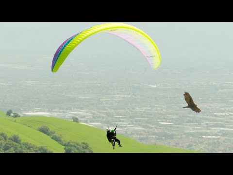 Paragliding Alongside Eagles | Natural World: Super Powered Eagles | BBC Earth