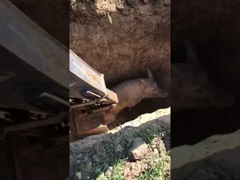 Спасение свиньи из котлована