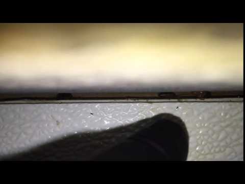 Cockroaches hide in crevices