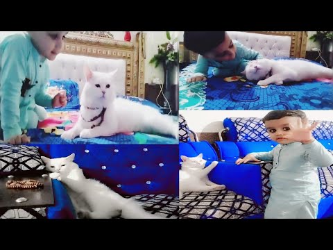 Kids play with Cat | Cat Funniest moments 2023 | Cat Attack on Kid