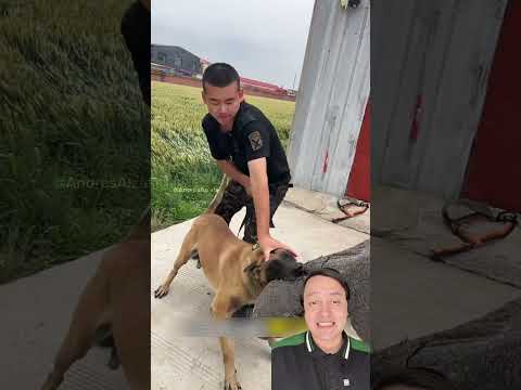 haz esto si un perro te muerde y no te suelta