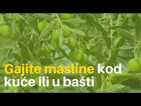 Bilje: Drveće Maslina - Briga, Sječa I Zimovanje | 2025