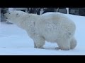 Inquisitive polar bear gets shot with a tranquilliser dart.