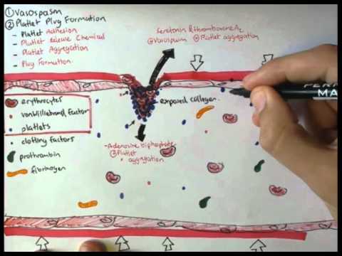 Gastric Acid Physiology Secretion Ulcers Acid Reflux and Treatment