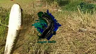 Download lagu soundtrack lagu mata pancing seru untuk video mancing mp3