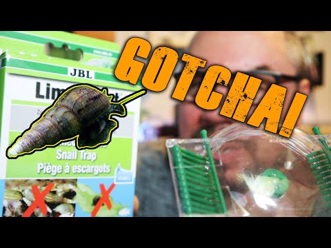 How to remove aquarium pest snails with an aquatic snail trap