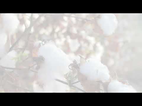 Cotton Cultivated Web Site Refresh