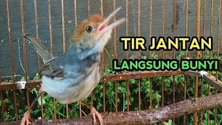 Download lagu Prenjak betina tir suara ampuh bikin prenjak jantan langsung nyaut mp3 Download lagu Prenjak betina tir suara ampuh bikin prenjak jantan langsung nyaut mp3