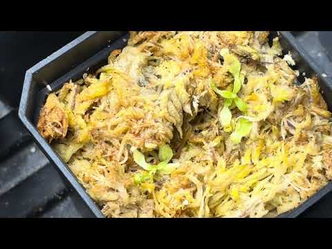 Highland greenhouse tour, January 2025