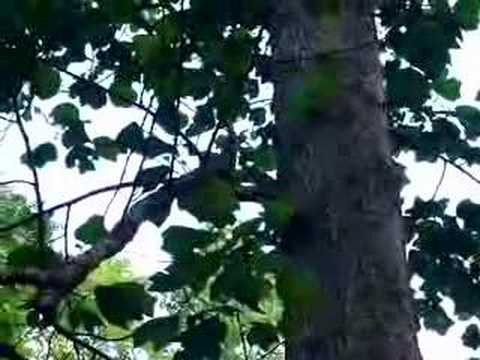 Schimpfendes Eichhoernchen