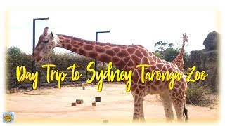 🤹◾️Day Trip to Sydney Zoo. Taronga Zoo Sydney Animals.