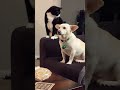 A Cat Thinks Long Before Hitting A Dog