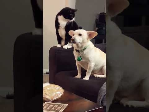 A cat thinks long before hitting a dog