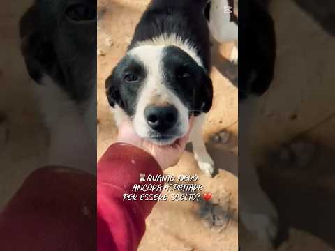 Regalo Leon tenero cagnolino bianco nero 