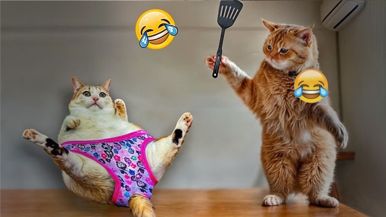 CLASSIC Dog and Cat Videos😁1 HOURS of FUNNY Clips😹#