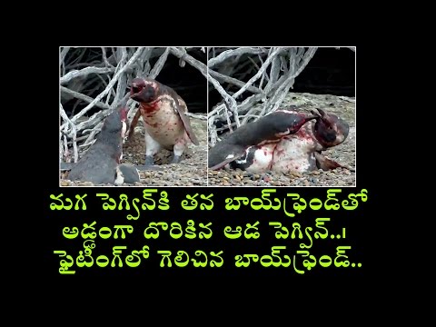 Nat Geo Channel Animal Fight Night Homewrecking Penguin