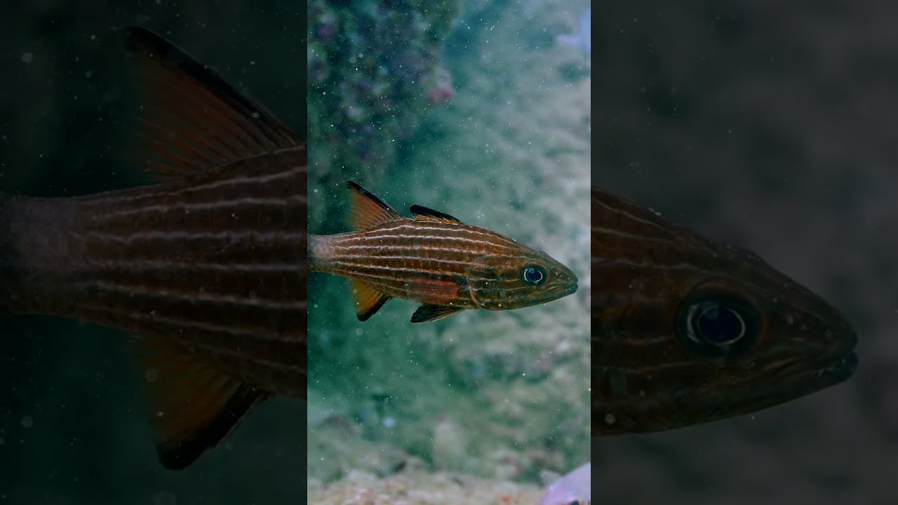 Tiger Cardinal Fish