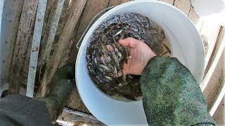 Как поймать малька летом бреднем